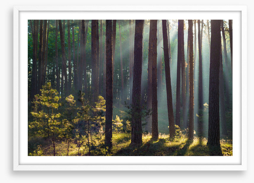 Forests