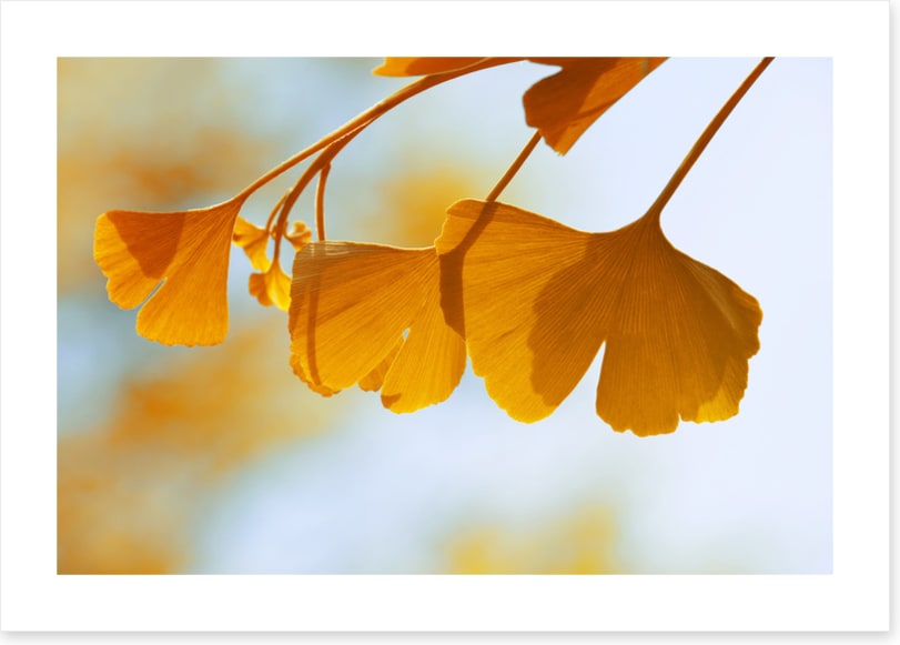Leaves