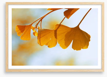 Leaves