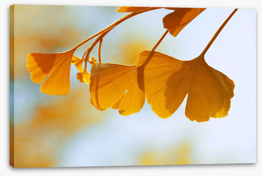 Leaves