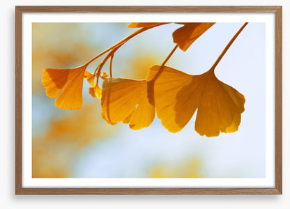 Leaves