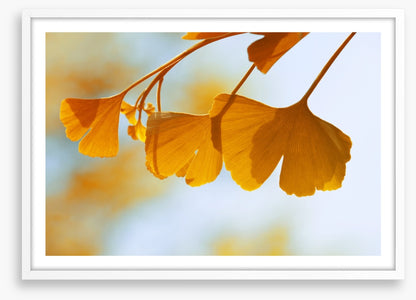 Leaves