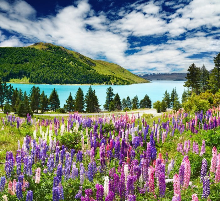 Lake Tekapo, New Zealand