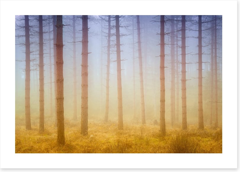 Forests