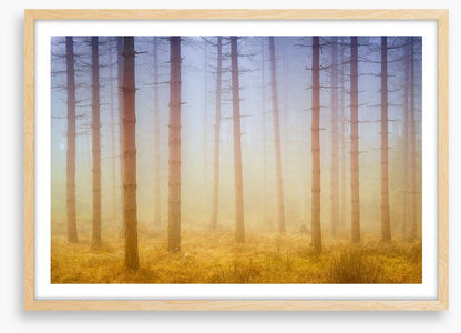 Forests