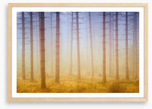 Forests