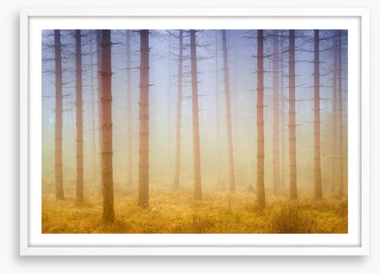 Forests