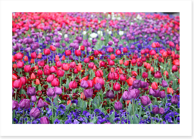 Tulip time