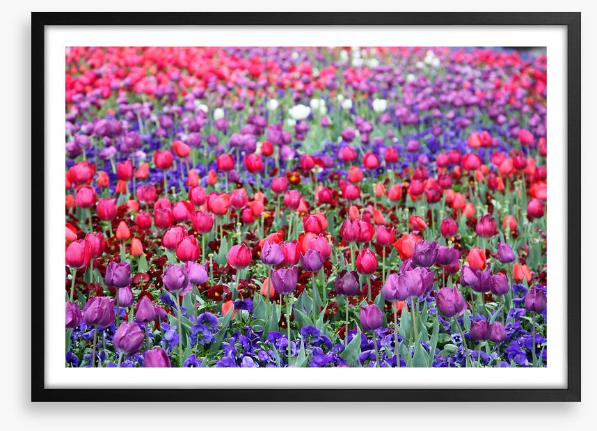 Tulip time