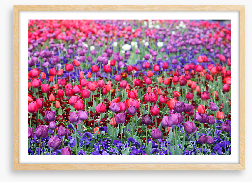 Tulip time