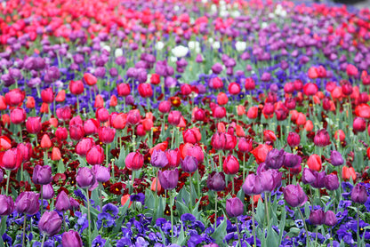 Tulip time