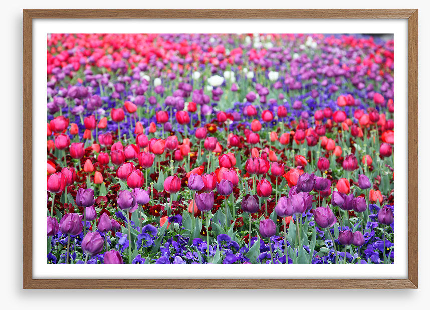 Tulip time