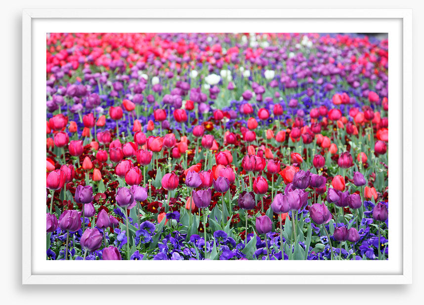 Tulip time