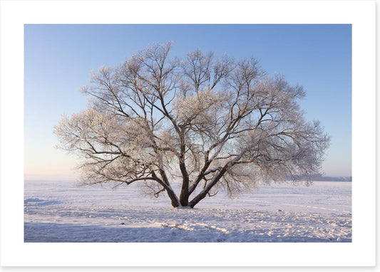 Trees