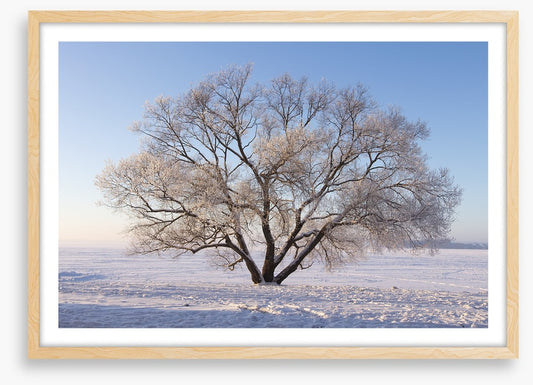 Trees