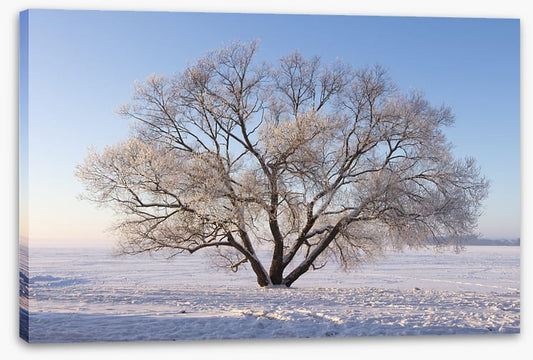Trees