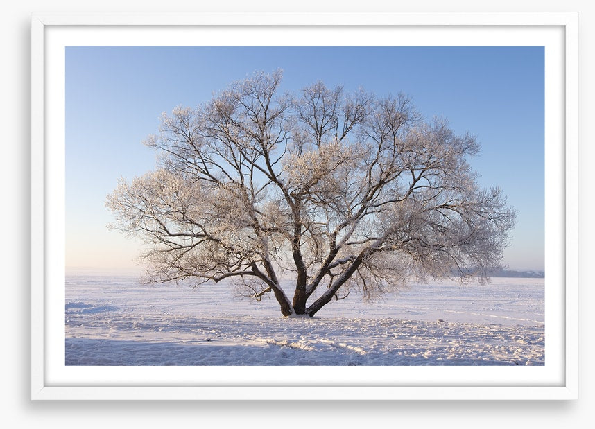 Trees