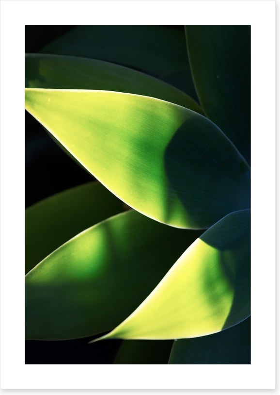 Abstract agave