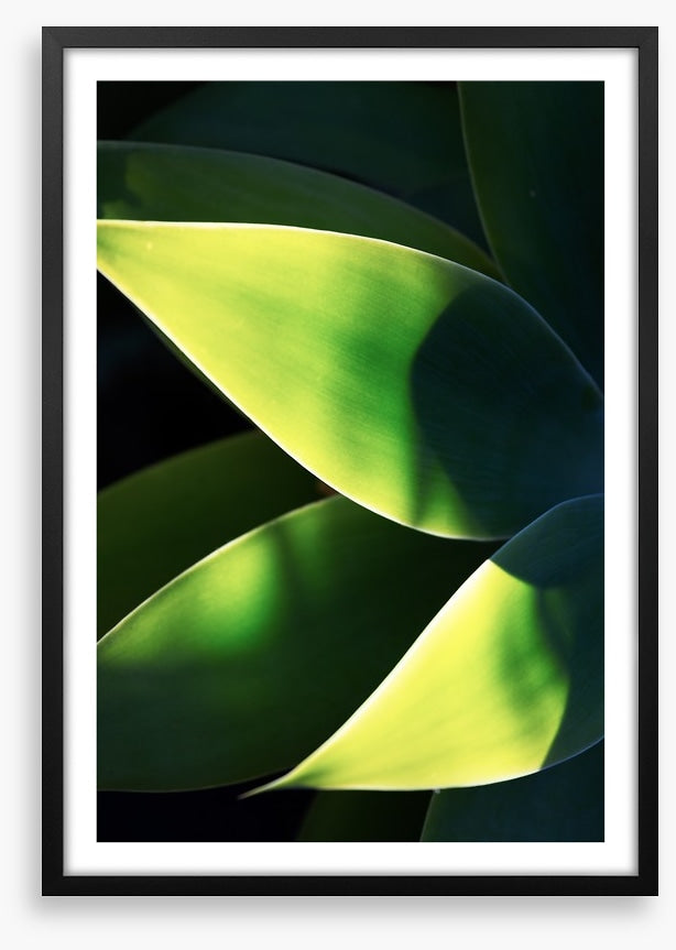 Abstract agave