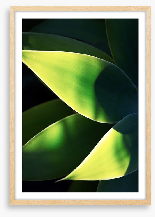 Abstract agave
