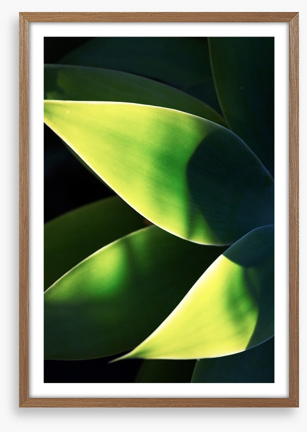 Abstract agave