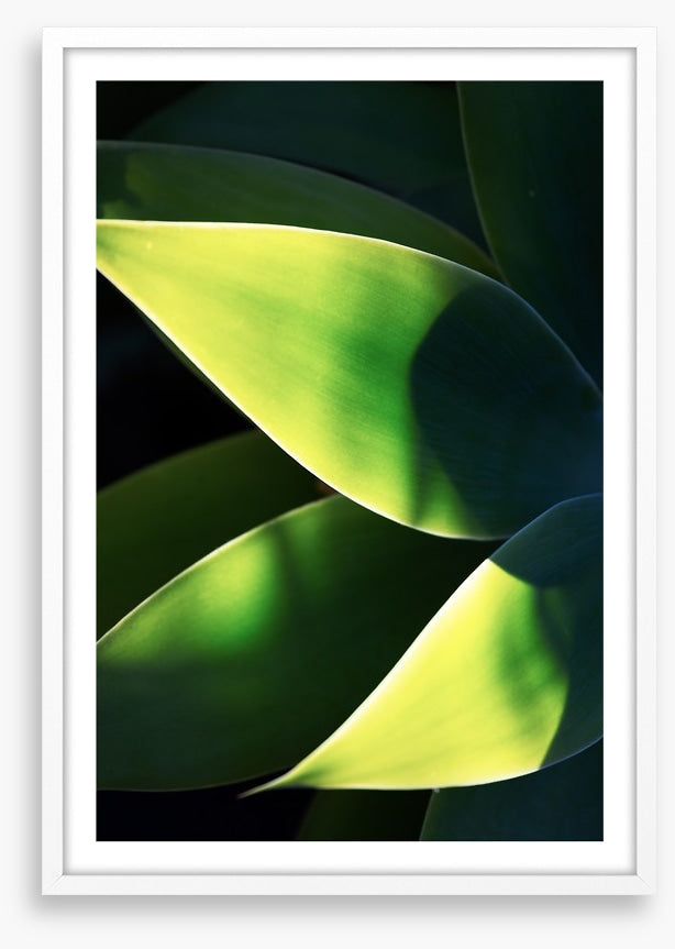 Abstract agave