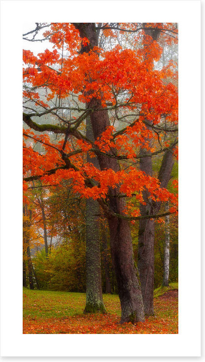 Autumn burst