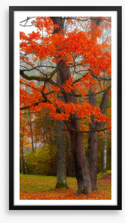 Autumn burst