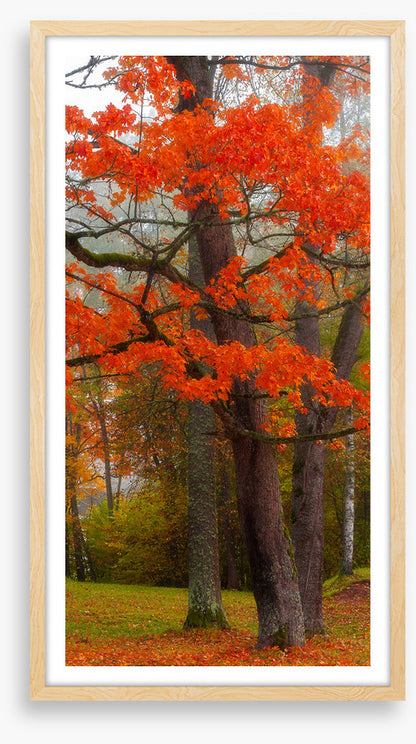 Autumn burst