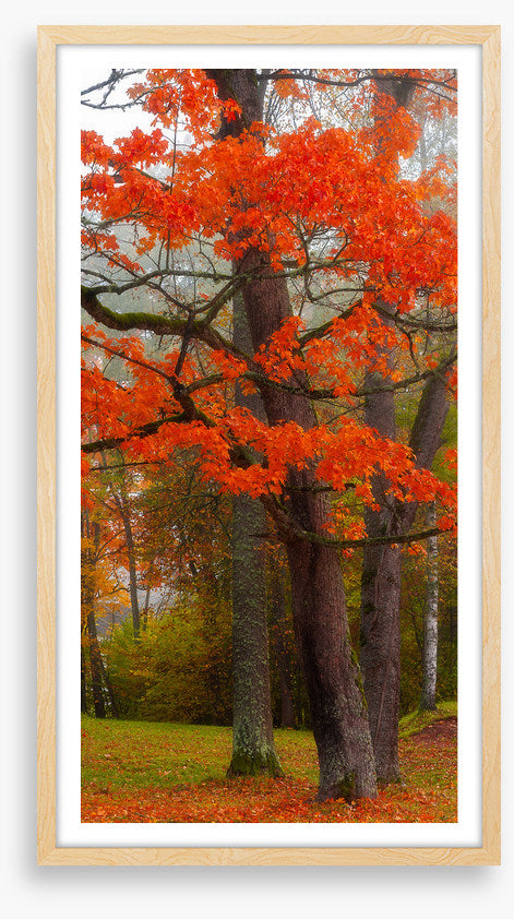Autumn burst