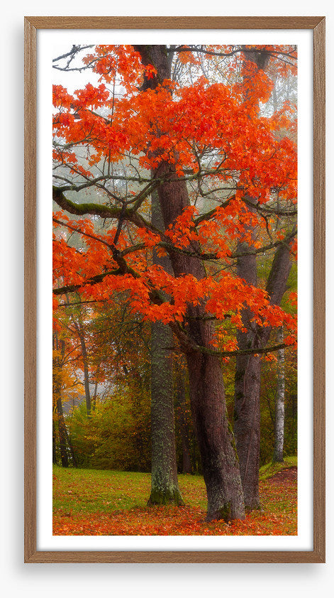 Autumn burst