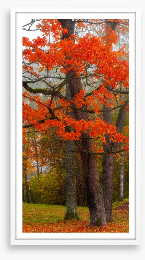 Autumn burst