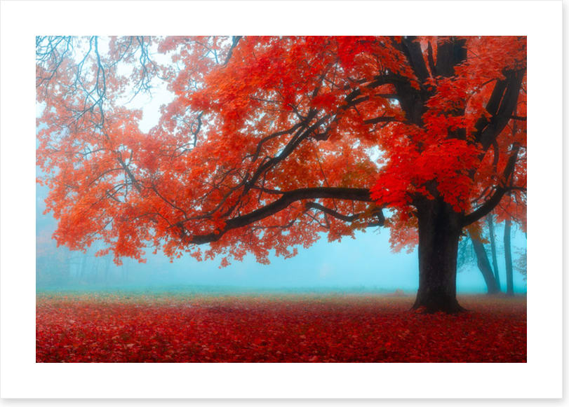 Maple tree mist