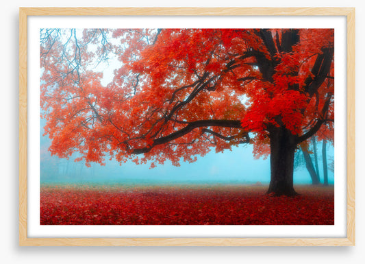 Maple tree mist