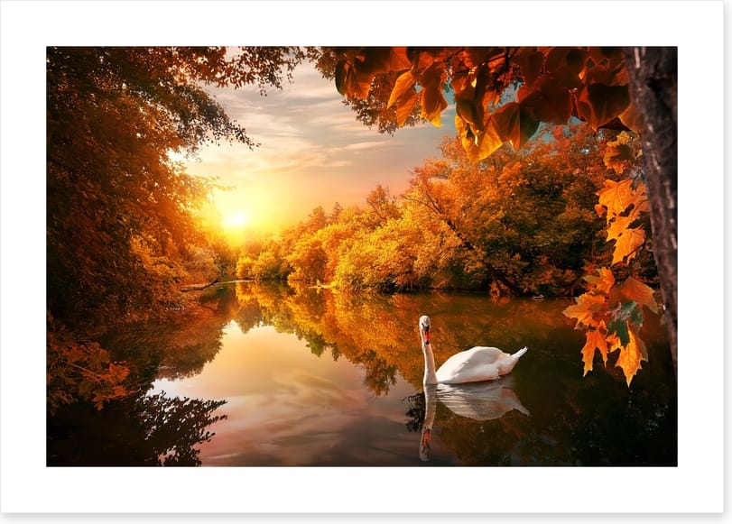 Swan into fall