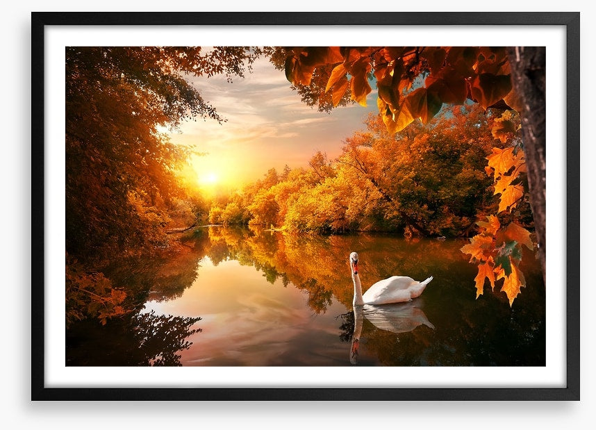 Swan into fall