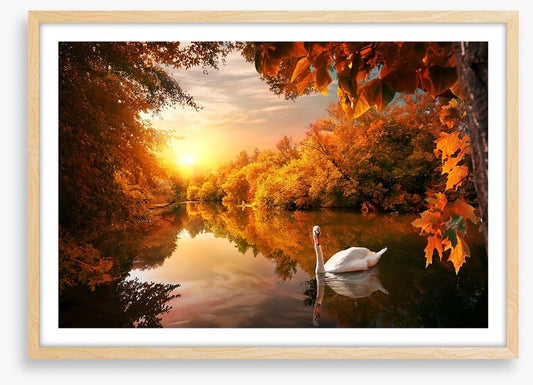 Swan into fall