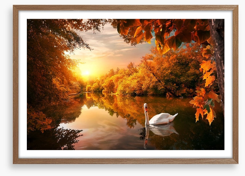 Swan into fall
