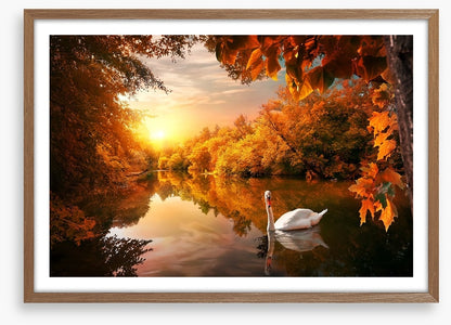 Swan into fall