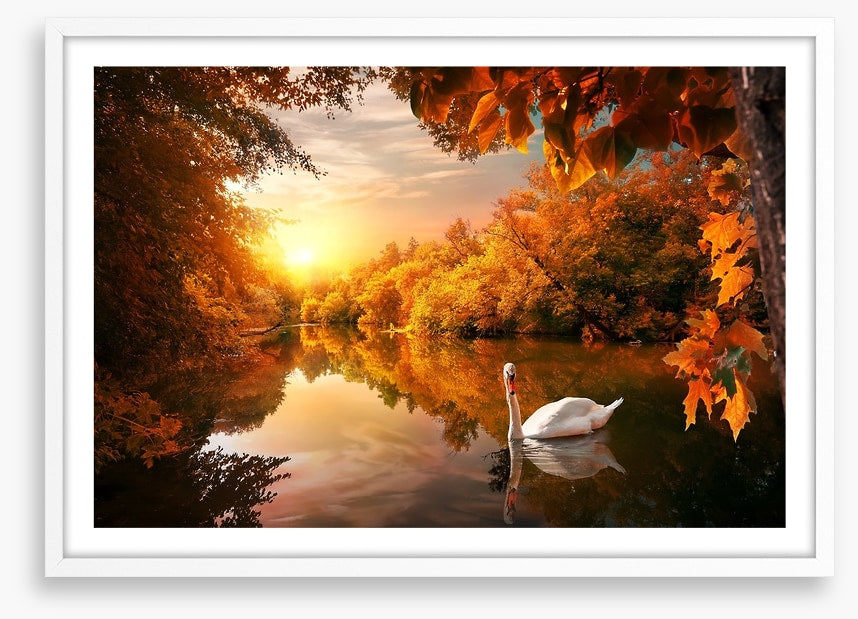 Swan into fall