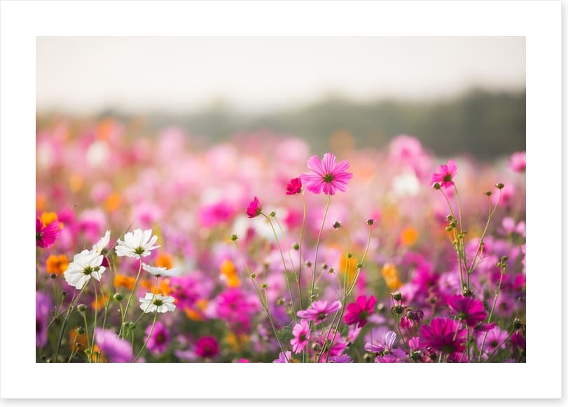 Morning in the meadow
