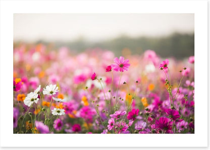 Morning in the meadow