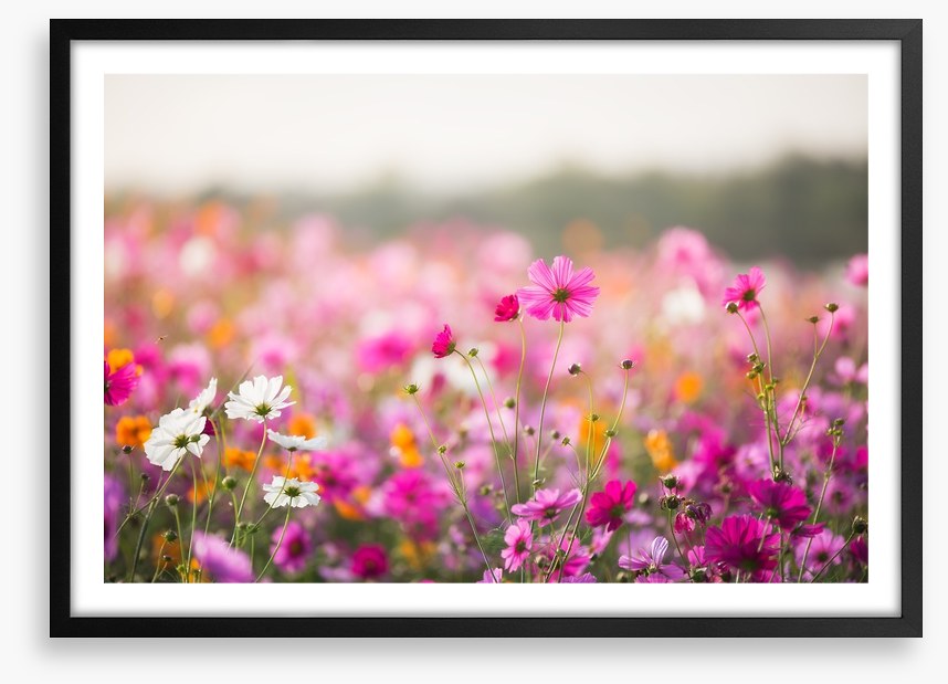 Morning in the meadow