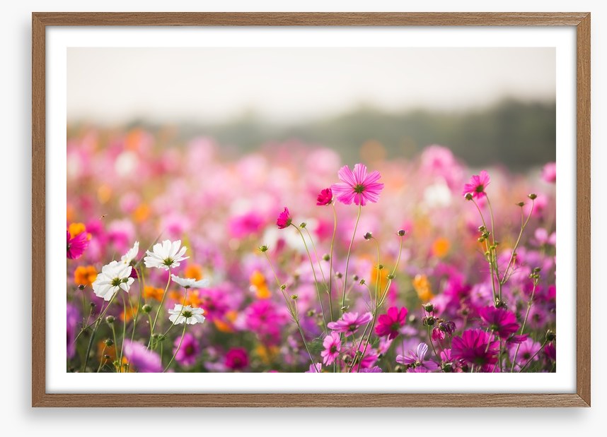 Morning in the meadow