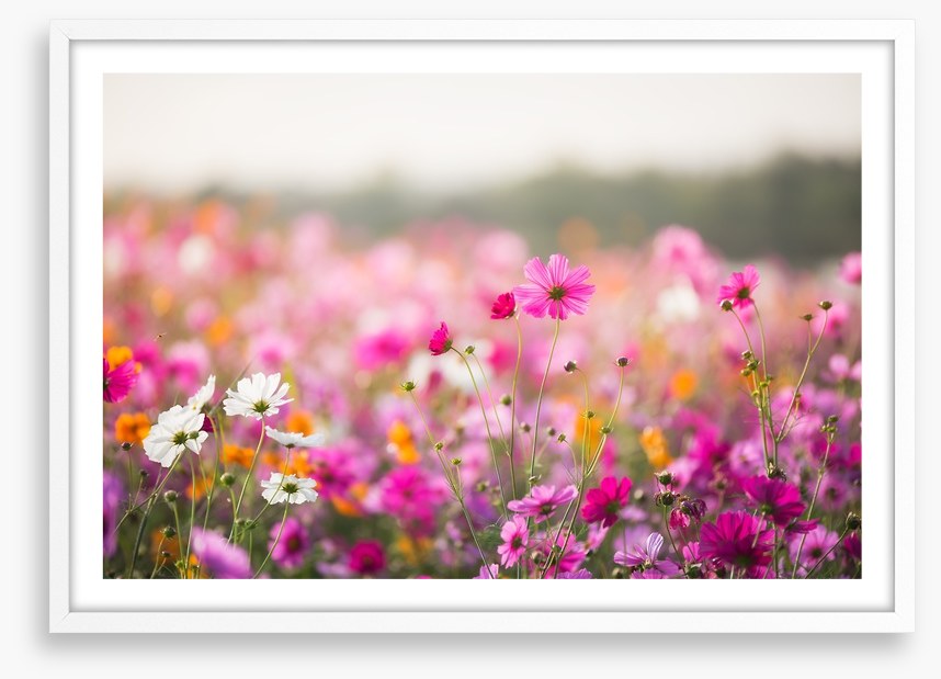 Morning in the meadow