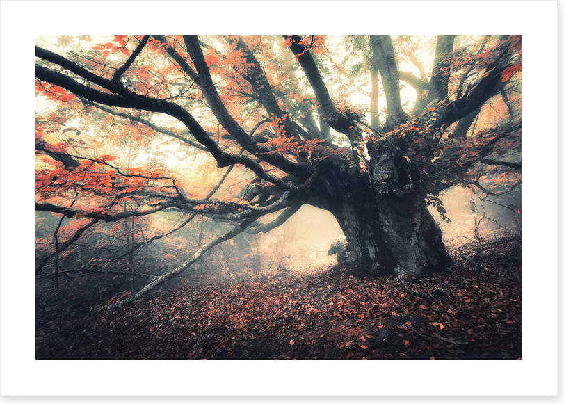 Aethereal autumn glow