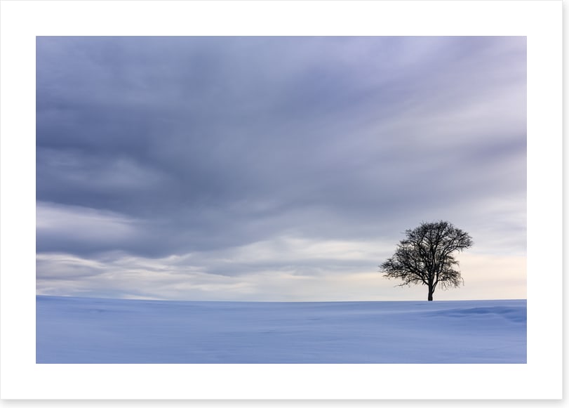 Solitary in the snow
