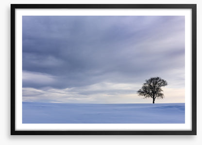 Solitary in the snow