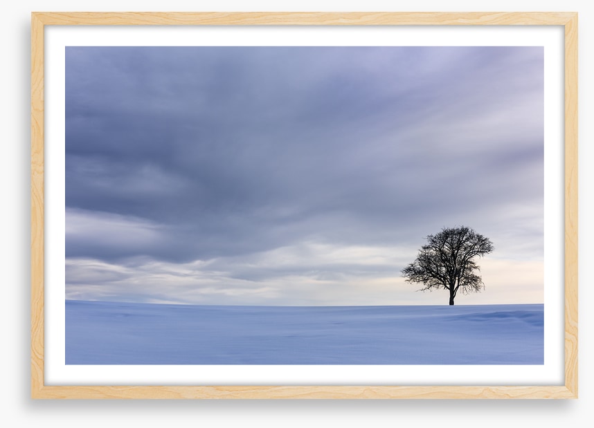 Solitary in the snow