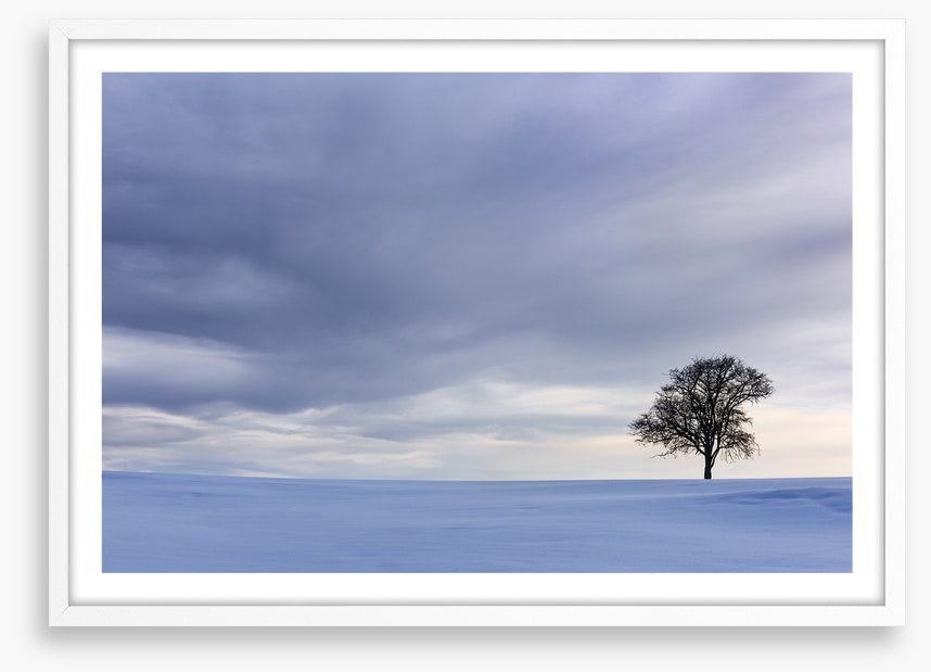 Solitary in the snow